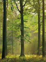 Fotobehang - Autumn Forest 192x260cm - Vliesbehang