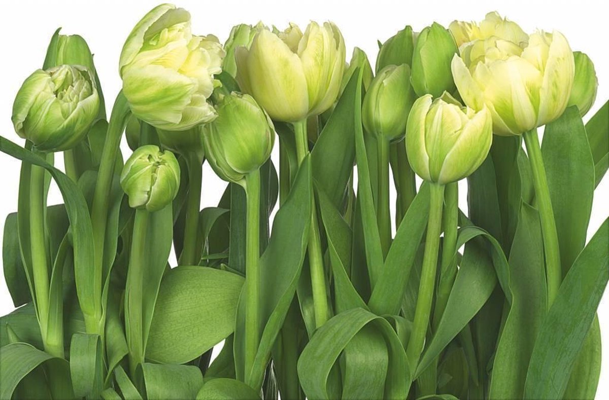 Komar Behang Tulips fotobehang