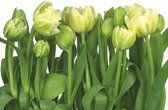 Komar Behang Tulips fotobehang