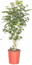 Polyscias Balfouriana vertakt XL | Aralia