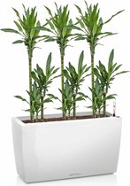 Dracaena Janet Lind in watergevende Cararo wit | Drakenbloedboom