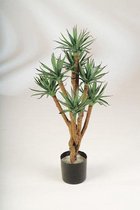 Dracaena Arturo hydrocultuur in Runner vierkant wit | Drakenbloedboom