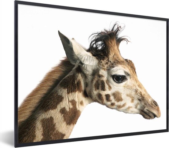 Poster lijst Giraffes op achtergrond Zijaanzicht van een giraffe -... | bol.com