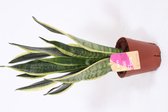 Kamerplant van Botanicly – Vrouwentongen – Hoogte: 41 cm – Sansevieria trif. Superba