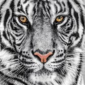 Glasschilderij tijger - schilderij fotokunst - 80x80 - woonkamer slaapkamer