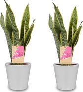 Kamerplanten van Botanicly – 2 × Vrouwentongen incl. sierpot wit als set – Hoogte: 40 cm – Sansevieria trif. Laurentii