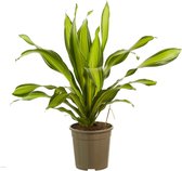Dracaena Charley