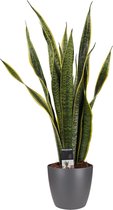 Kamerplant van Botanicly – Vrouwentongen incl. sierpot antraciet als set – Hoogte: 60 cm – Sansevieria Laurentii