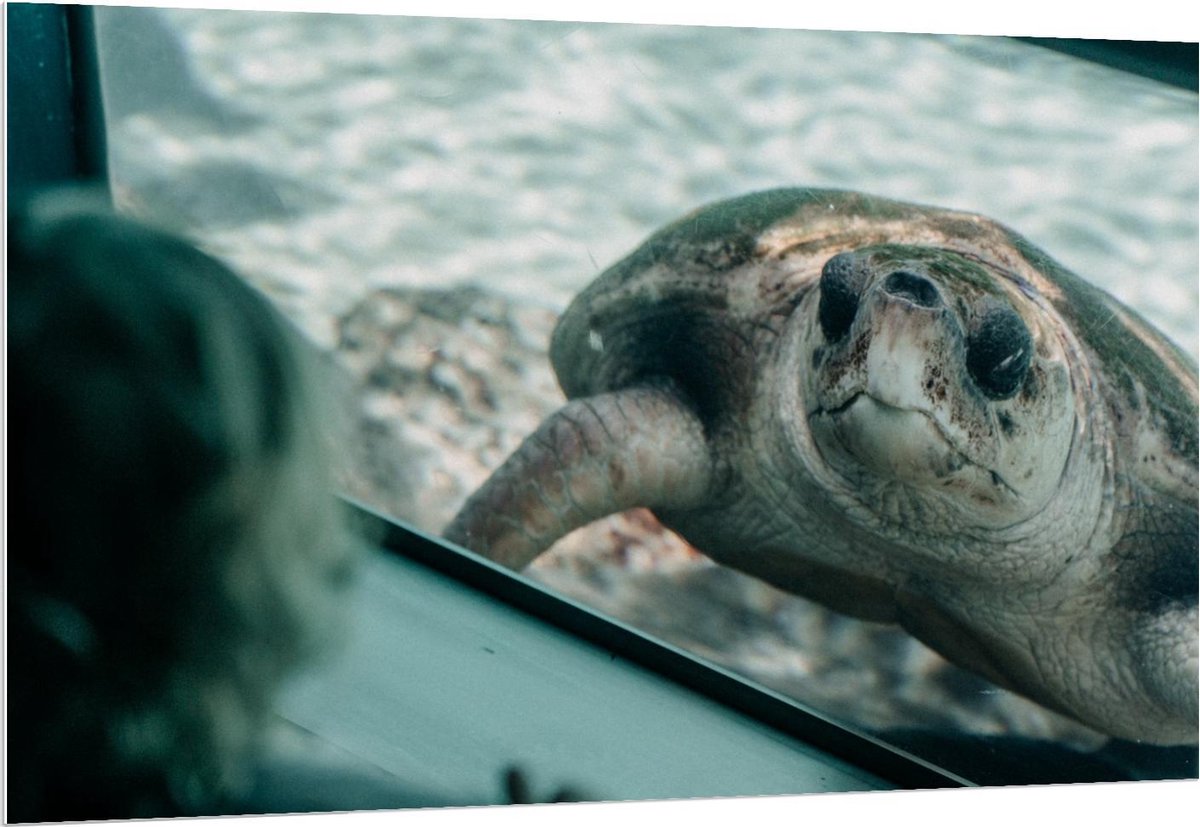 Forex - Schildpad in Aquarium - 150x100cm Foto op Forex
