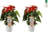 Duo Anthurium Red Champion ()