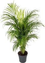 Areca palm 120 cm