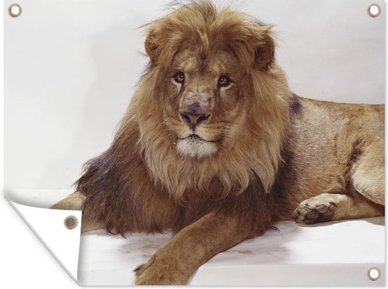 Affiche de jardin Lion relaxant sur fond blanc Toile en vrac 40x30 cm - Petit - Toile de jardin / Toile d'extérieur / Peintures pour l'extérieur (décoration de jardin)