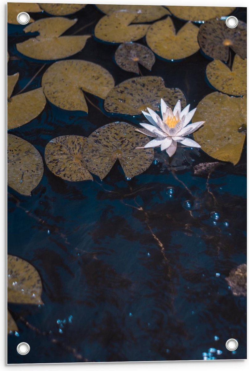 Tuinposter – Waterlelies - 40x60cm Foto op Tuinposter (wanddecoratie voor buiten en binnen)