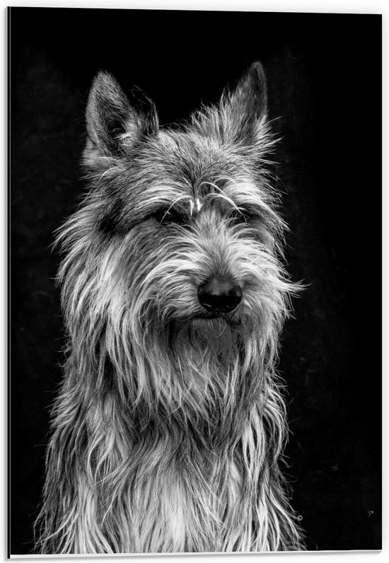Dibond - Hoofd van Hond in Zwart Wit  - 40x60cm Foto op Aluminium (Met Ophangsysteem)