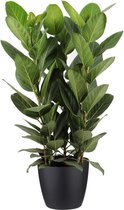 Hellogreen Kamerplant - Ficus Audrey - ↕ 90 cm - Elho Brussels zwart
