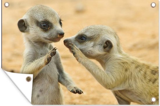 Affiche de jardin de deux suricates en vrac
