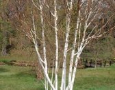 Witte berk - Betula utilis 'Doorenbos' meerstammig | Hoogte: 200-250 cm