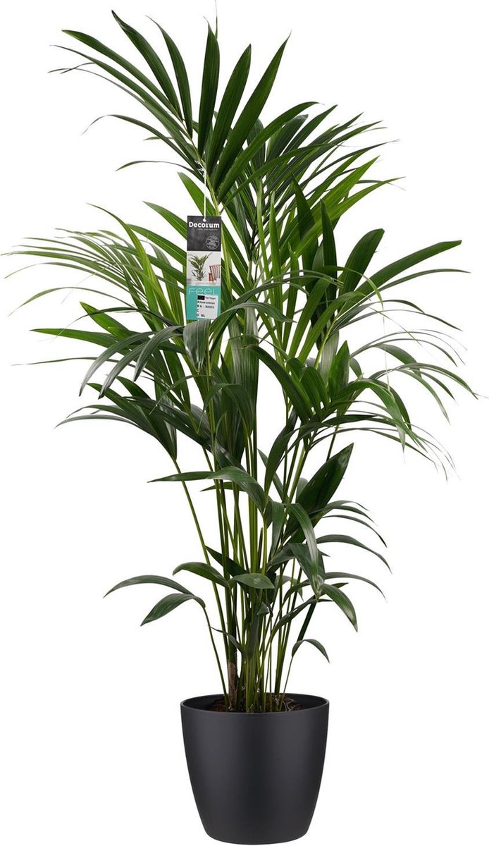 Kentia met Elho brussels living black pot - hoogte 120cm potmaat 24 - Bektas Plants