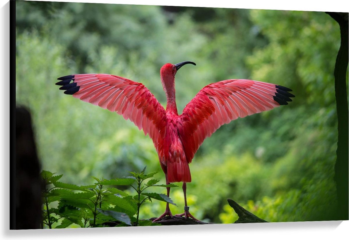 Canvas  - Roze Tropische Vogel  - 120x80cm Foto op Canvas Schilderij (Wanddecoratie op Canvas)