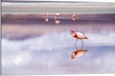 Dibond - Flamingo's in het Paarse Water - 90x60cm Foto op Aluminium (Wanddecoratie van metaal)