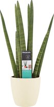 Sansevieria Cylindrica met Elho brussels soap