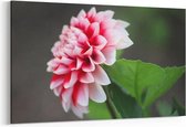Schilderij - Dahlia bloem — 100x70 cm