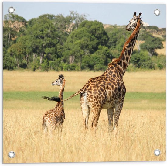 Tuinposter – Giraffe met Baby - 50x50cm Foto op Tuinposter  (wanddecoratie voor buiten en binnen)