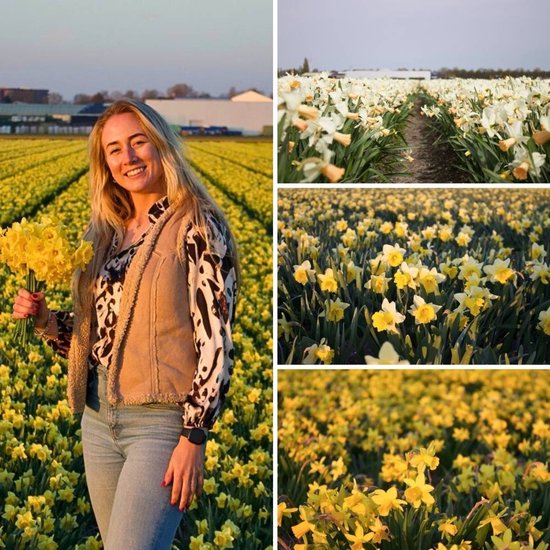 Bulbes de narcisses Little Beauties Mix - 100 bulbes à fleurs - taille du bulbe 10/12 - mélange blanc, jaune, orange, petites et moyennes fleurs, floraison printanière, résistant à l'hiver - direct du producteur - Flowerbulbs Amsterdam