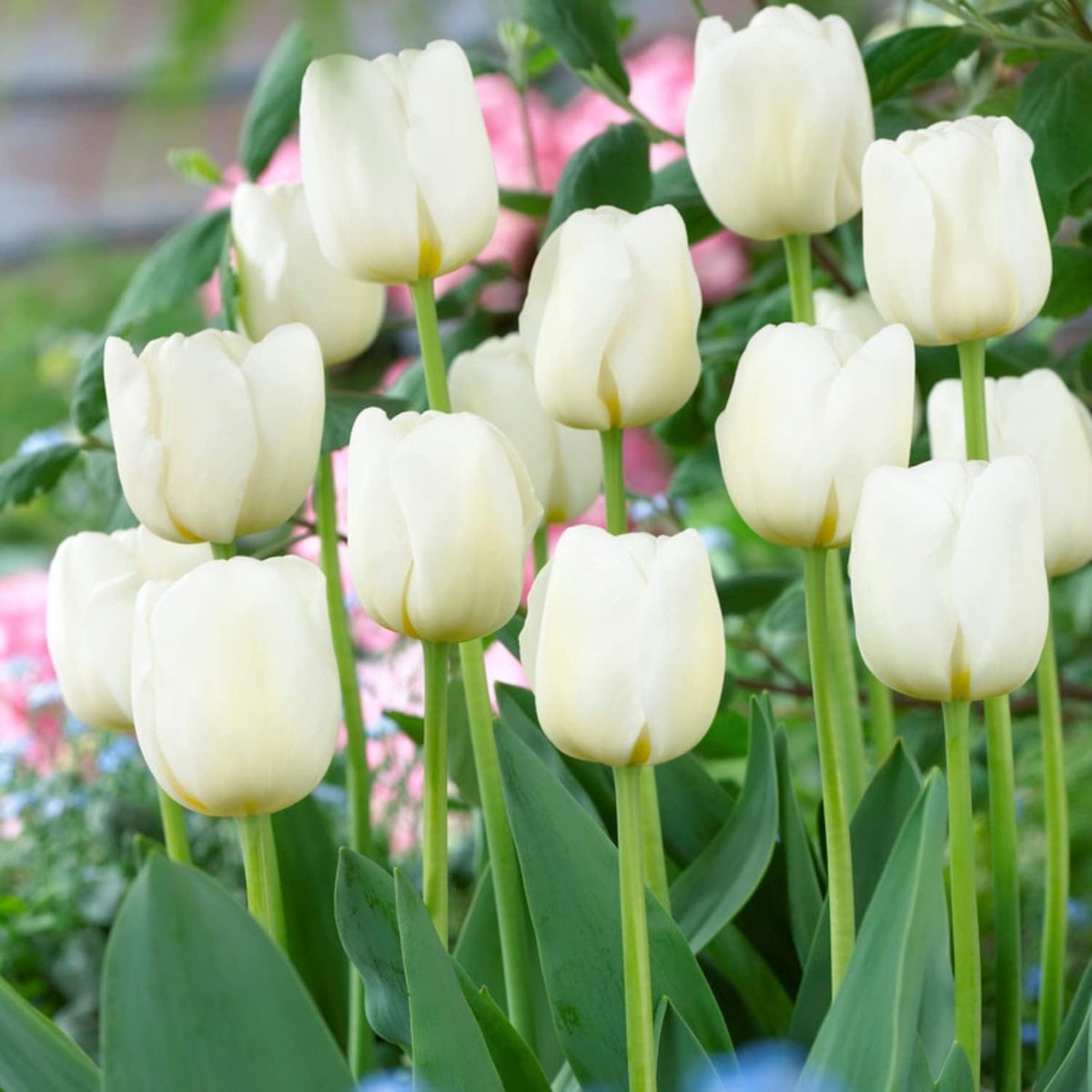 Tulpen Bloembollen Winterhard - Single White Passion - 25 stuks - Wit - Bloem Bollen Mix - Tulpenbollen Meerjarig