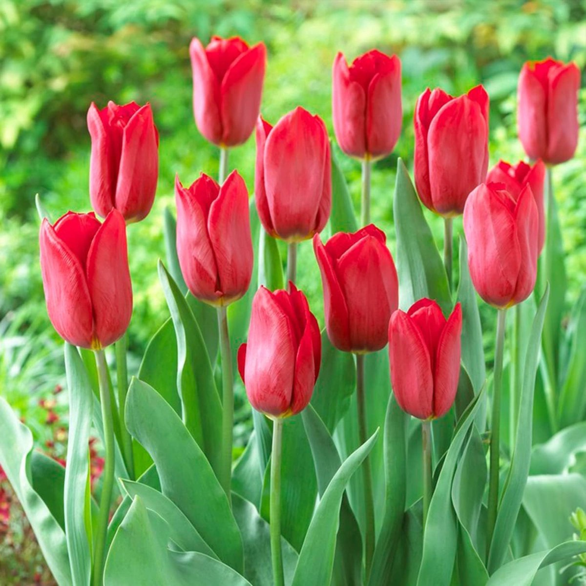 Tulpen Bloembollen Winterhard - Single Red Passion - 25 stuks - Rood - Bloem Bollen Mix - Tulpenbollen Meerjarig