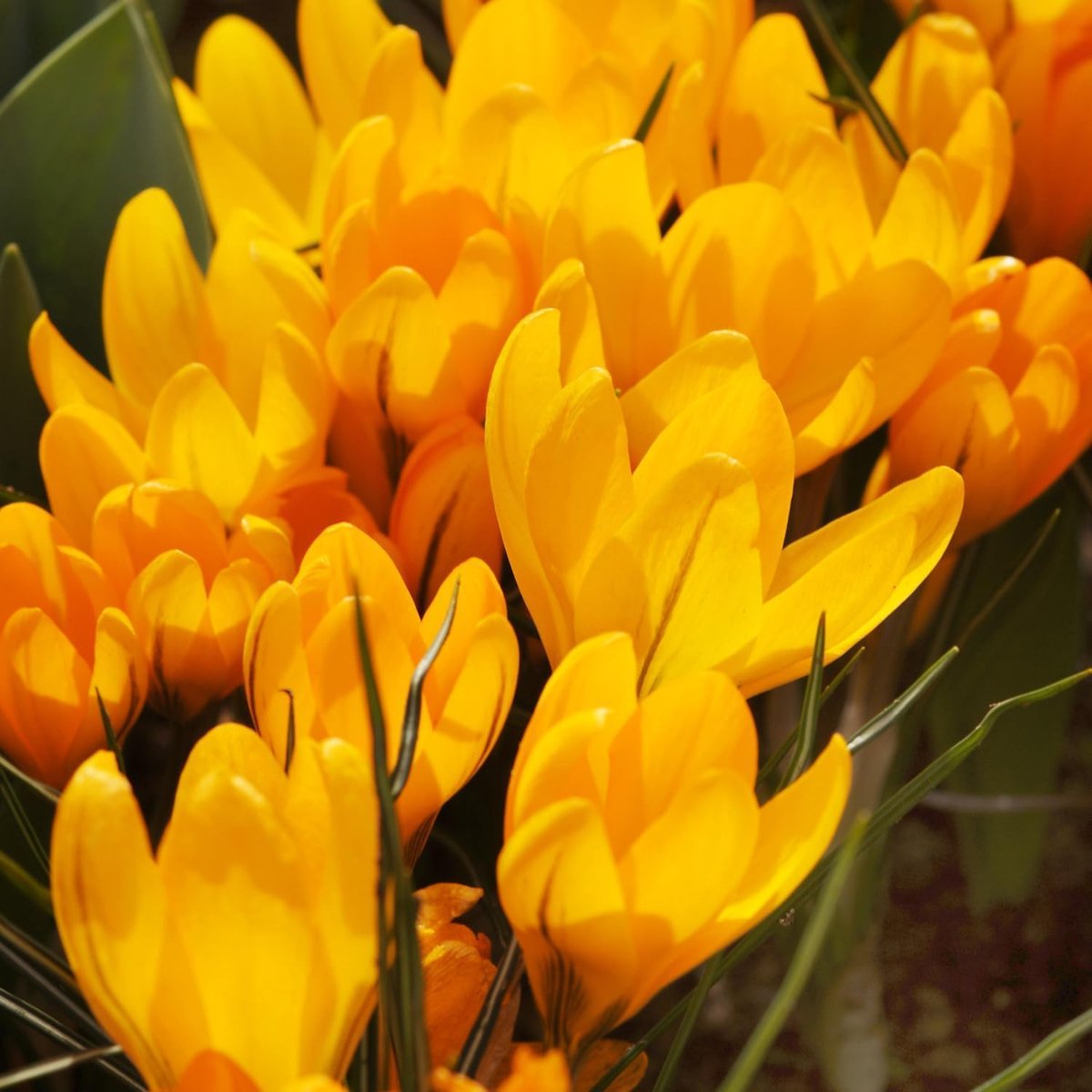 Krokussen Bloembollen Winterhard - Crocus - Golden - 50 stuks - Geel - Bloem bollen - Meerjarig Mix