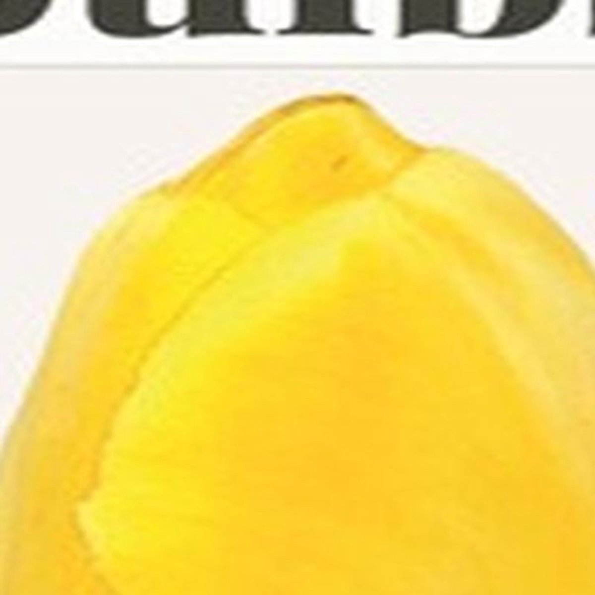 Jub - Tulipa Novi Sun - bio