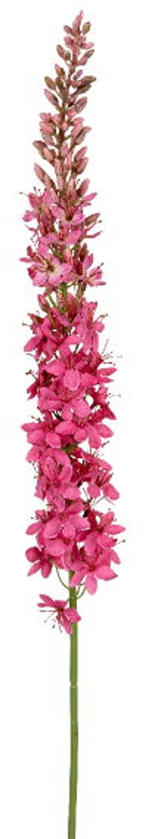 Louis maes - Eremurus l105 cm dk roze zijde nepbloem