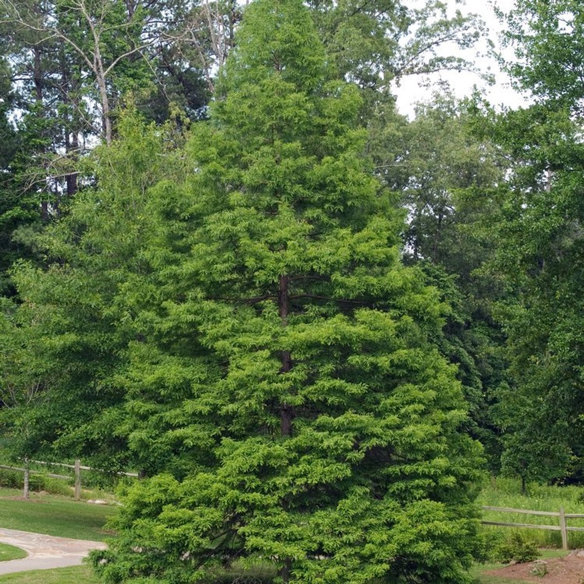Plants Online BV - Planten - Haagplanten - Coniferen - Set van 1 - Moerascypres