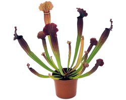 JUNAVERA Sarracenia | In 9 cm pot