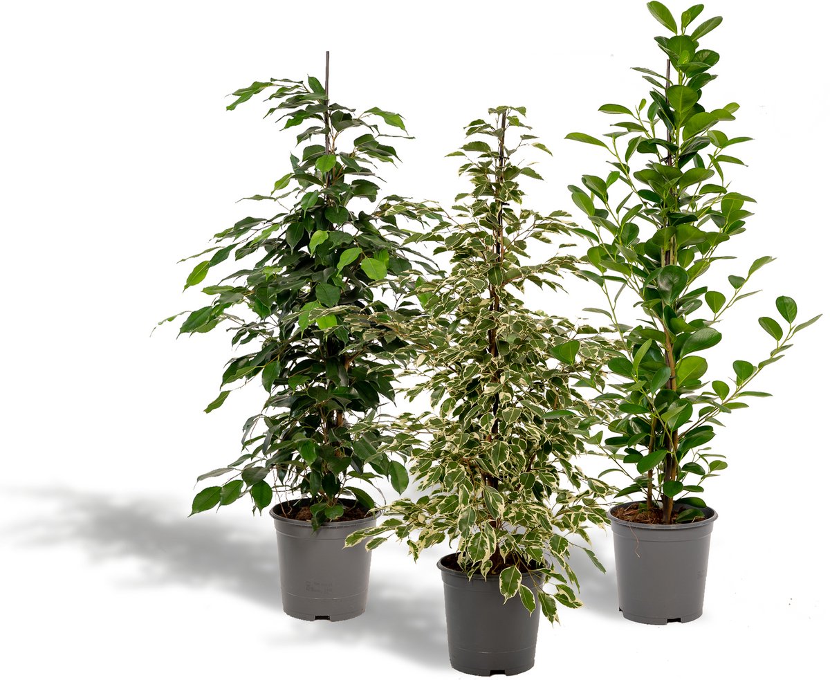 Ficus Benjamina Danielle - Ø21cm - 95cm + Ficus Benjamina Twilight - Ø21cm - 95cm + Ficus Microcarpa Moclame - Ø21cm - 95cm