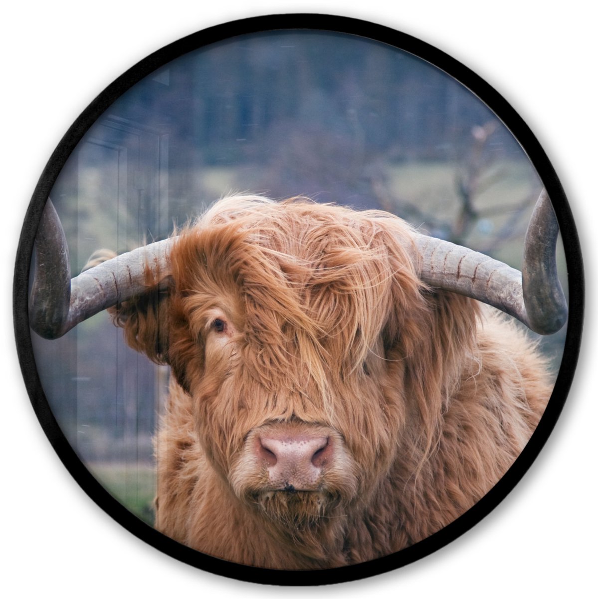 FrameYourWall Poster in lijst Rond - Fotolijst 40x40 cm - Posters - Schotse Hooglander - Koeienkop - Landschap - Natuur - Koe - Ronde posterlijst zwart - Decoratie - Wanddecoratie woonkamer - Muurdecoratie slaapkamer Hoorens
