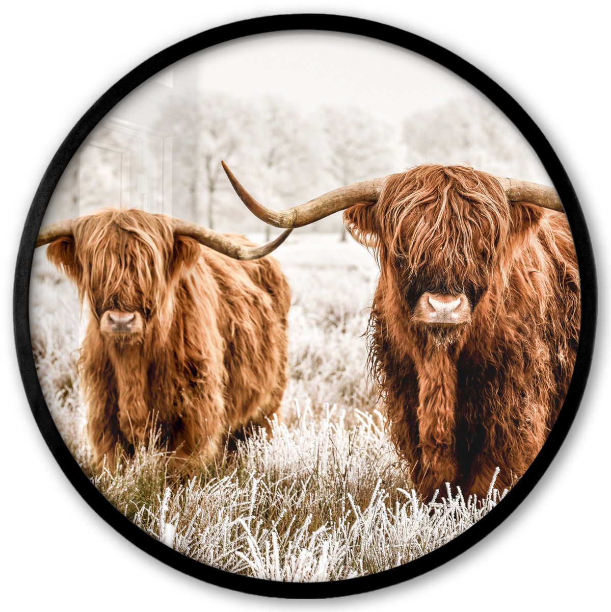 FrameYourWall Poster in lijst Rond - Fotolijst 40x40 cm - Posters - Schotse hooglander - Koe - Natuur - Winter - Ronde posterlijst zwart - Decoratie - Wanddecoratie woonkamer - Muurdecoratie slaapkamer Schotse hooglanders - Winter