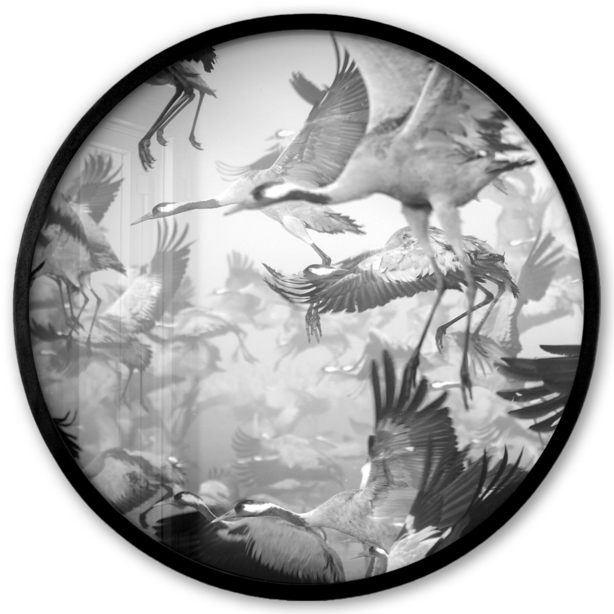 FrameYourWall Poster in lijst Rond - Fotolijst 40x40 cm - Posters - Kraanvogel - Zwart wit - Dieren - Vogels - Ronde posterlijst zwart - Decoratie - Wanddecoratie woonkamer - Muurdecoratie slaapkamer Multicolor