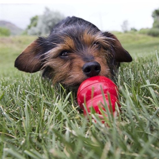 Bruine terrier pup ligt in groen gras met rode KONG speelgoed bij zijn neus.