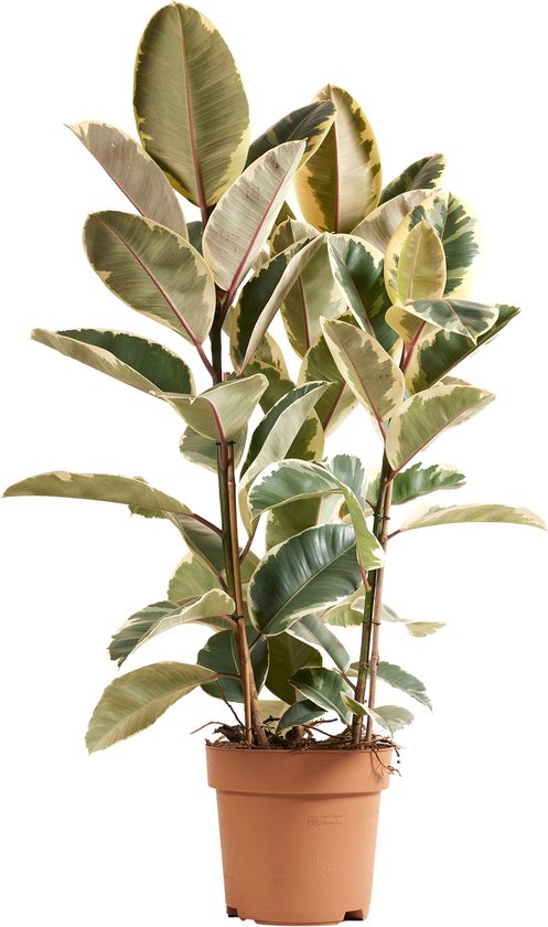 Bloomique - Ficus Elastica Tineke - Rubberplant - Kamerplanten - Luchtzuiverend - Hoogte 90-110 cm - Pot 27