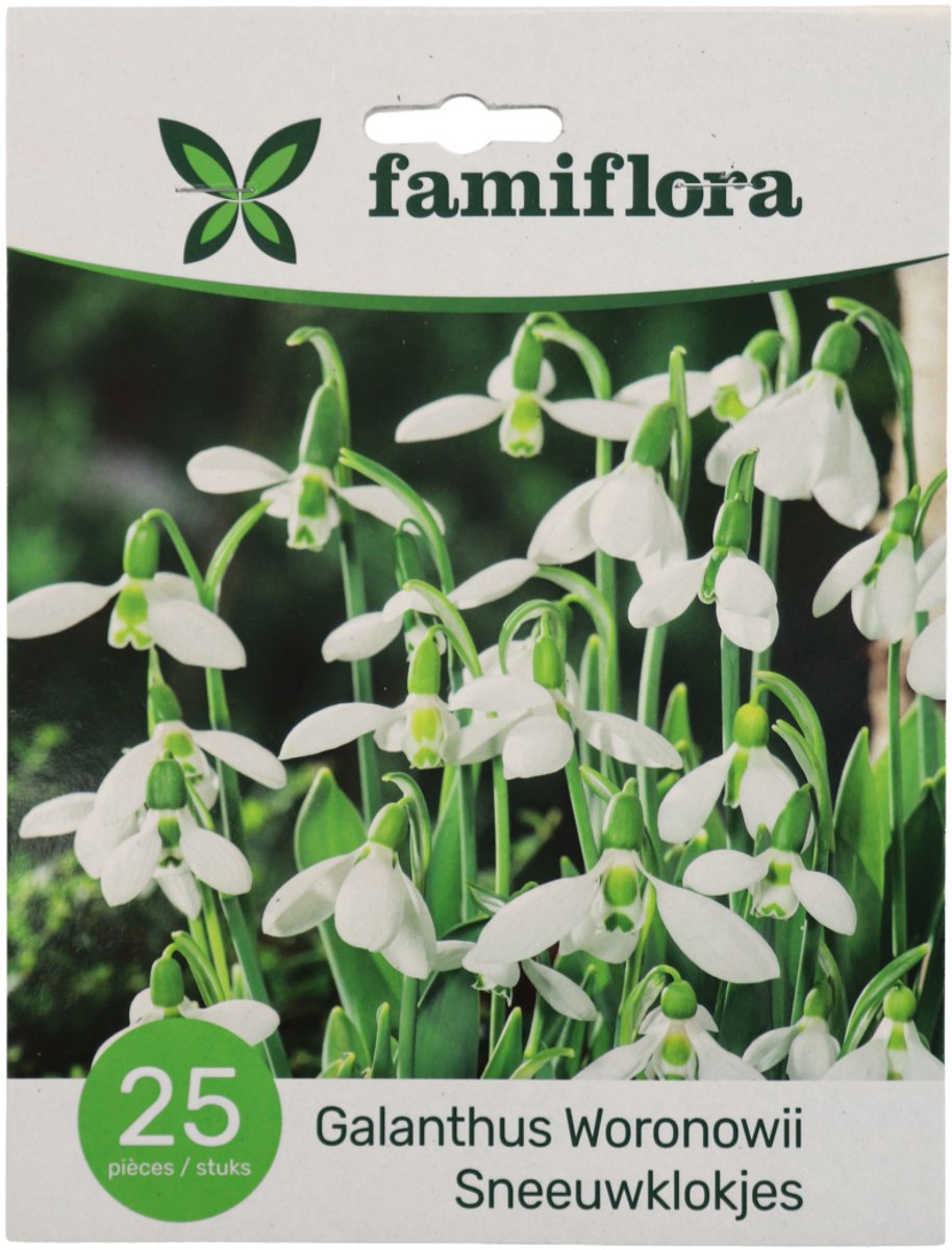 Famiflora Galanthus Woronowii - Voorjaarsbloeiers - 25 bloembollen - Brengt hoop en vernieuwing in je tuin voor een vrolijk begin van het seizoen