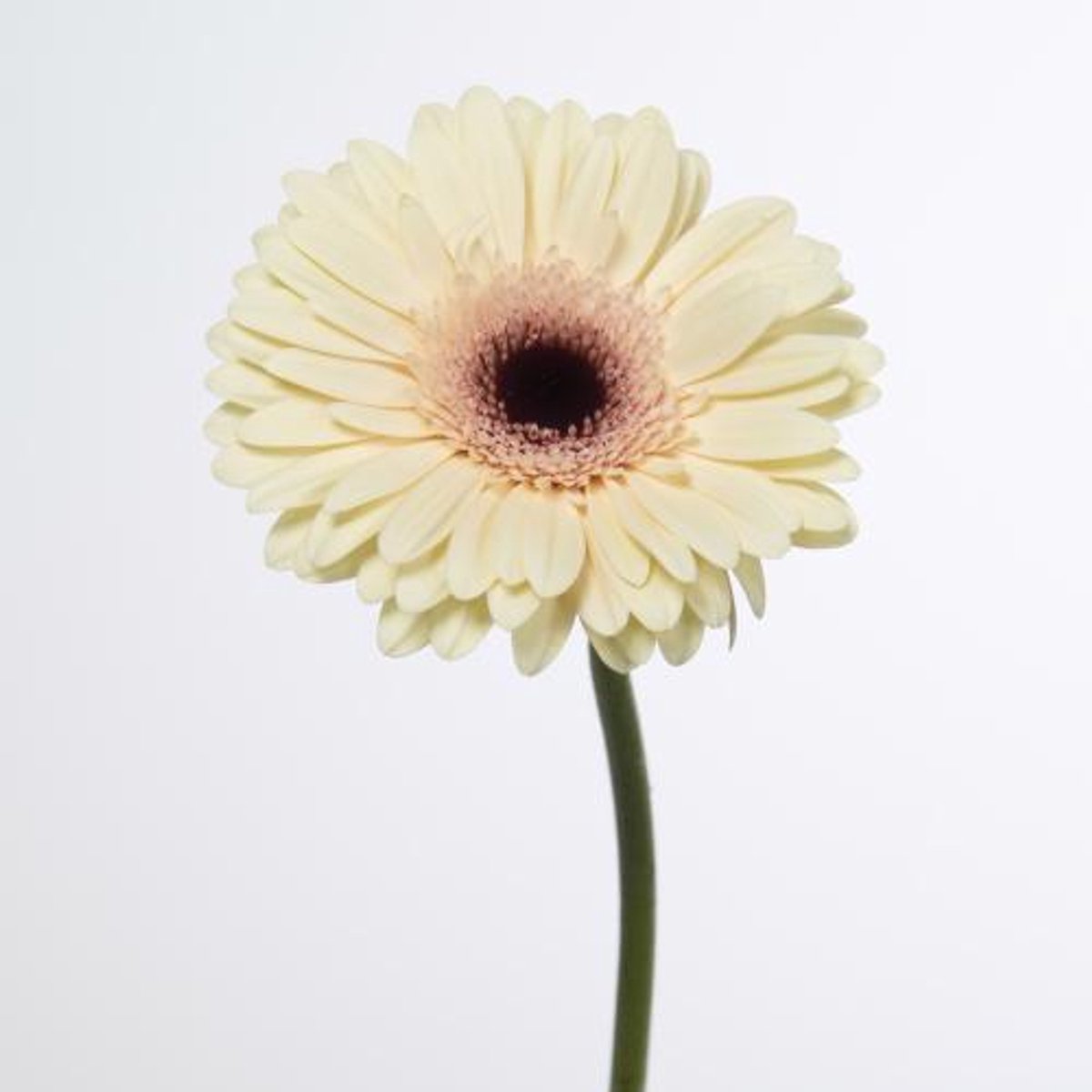 45x Gerbera eclair 70cm