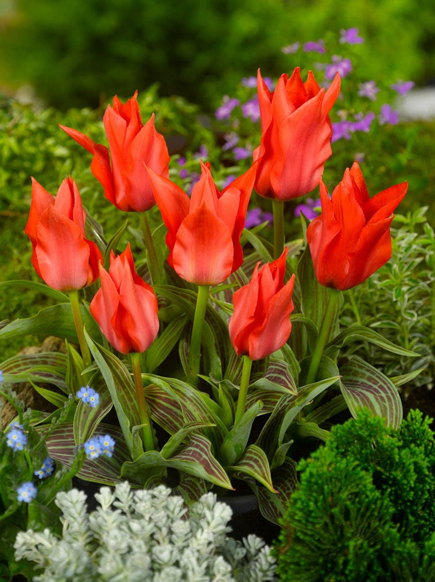 25x Tulpen 'Roodkapje' - BULBi® Bloembollen met bloeigarantie
