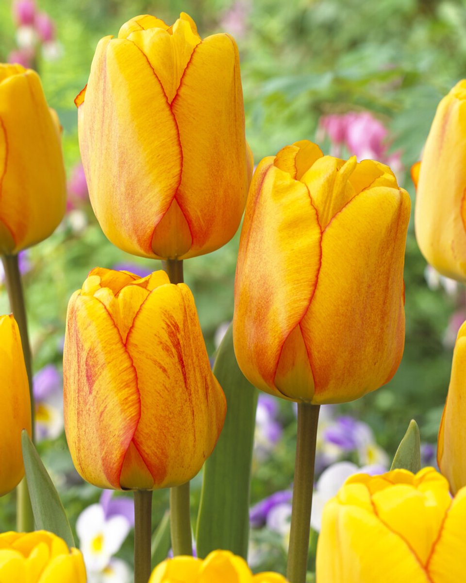 25x Tulpen 'Blushing apeldoorn' - BULBi® Bloembollen met bloeigarantie