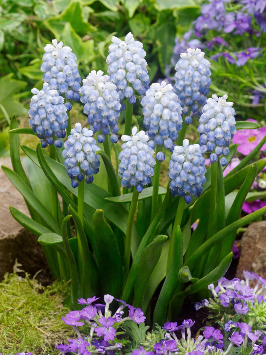 25x Blauwe druifjes 'Muscari peppermint armeniacum' - BULBi® Bloembollen met bloeigarantie