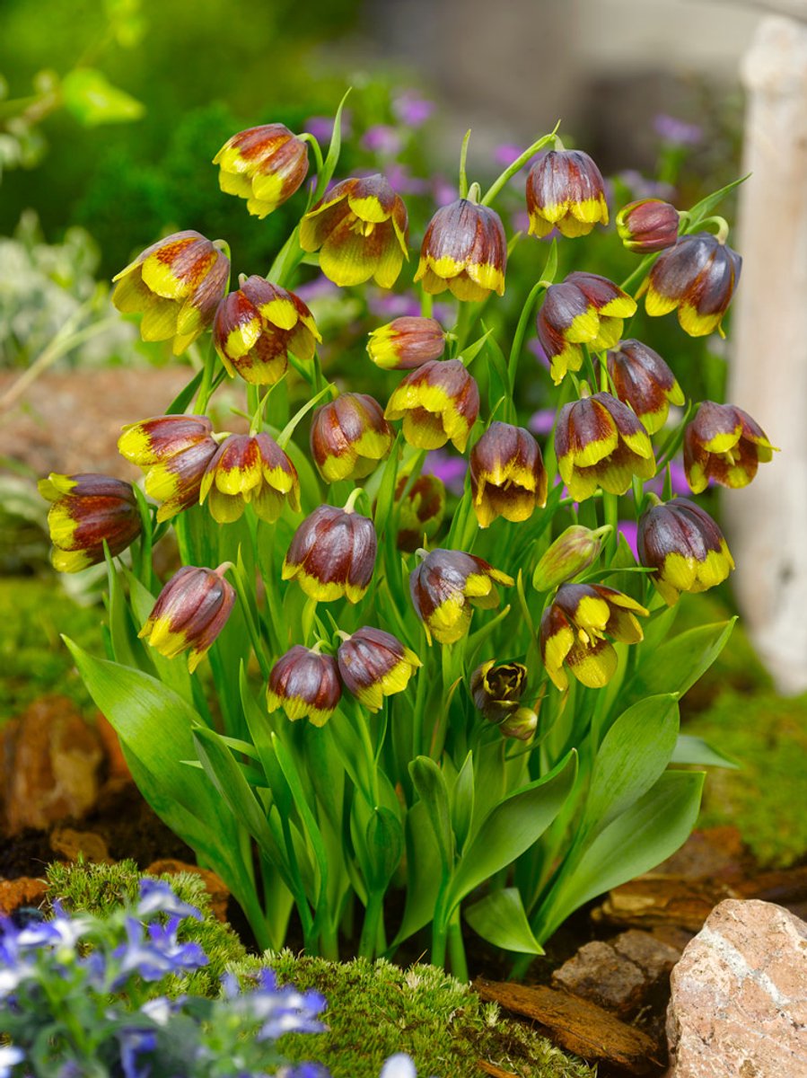 10x Fritillaria 'Fritillaria michailovskyi' - BULBi® Bloembollen met bloeigarantie
