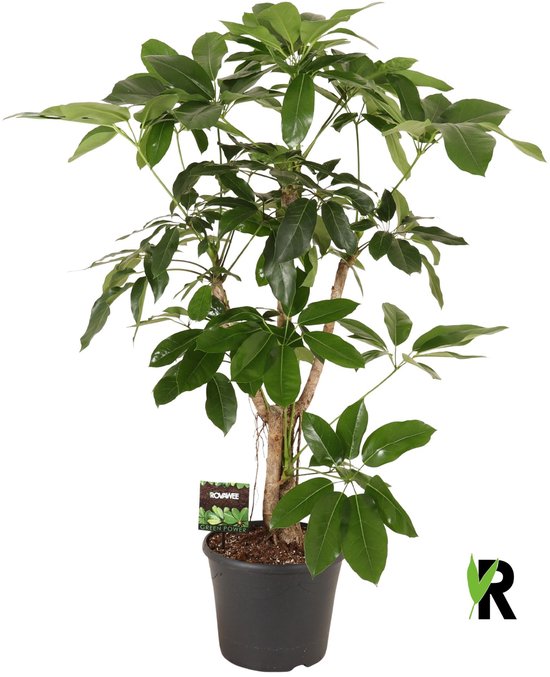 Schefflera antinophylla Amate vertakt 150 cm – Kamerplant – Vers Van De Kweker – Potmaat Ø35 cm
