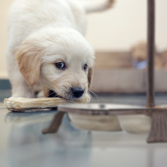 Relaxdays 3x bol de nourriture pour chien avec standard - bol pour chien en fonte antique - 3 bols de nourriture en acier inoxydable