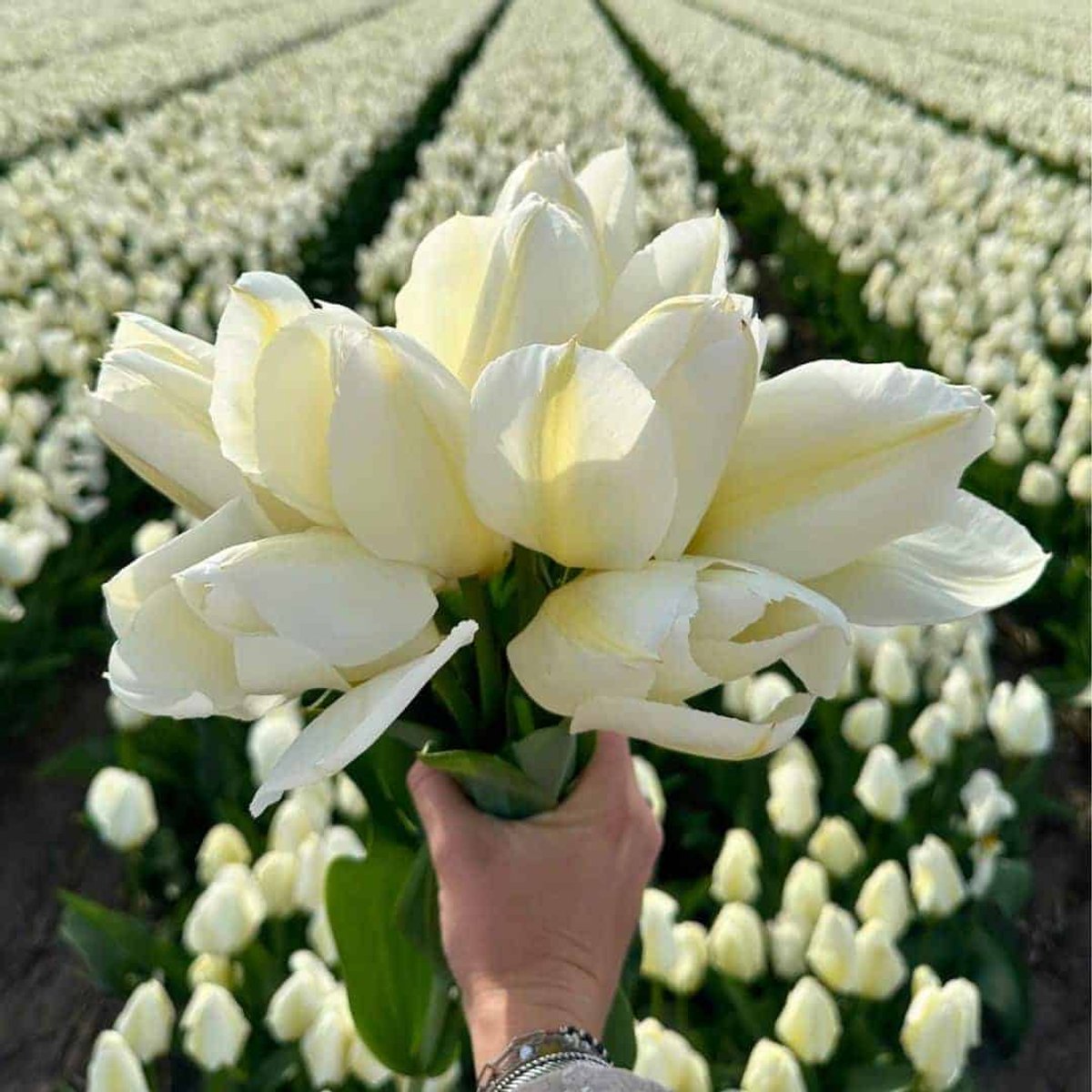 Tulpenbollen Purissima - 30 bloembollen - bolmaat 12+ - wit, voorjaarsbloeier, winterhard - direct van de kweker - Flowerbulbs Amsterdam